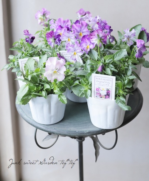 ROKA HEARTS オリジナルビオラ 『フリル咲き交配ラベンダー系』 川越