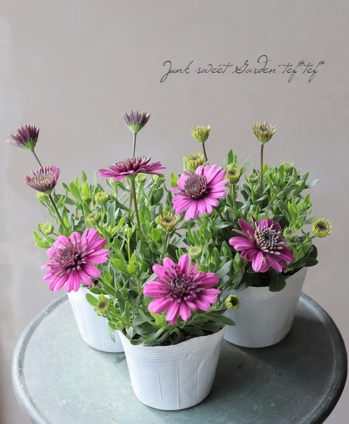 八重咲きダブル・オステオスペルマム 3D 『パープル』 | すべての商品