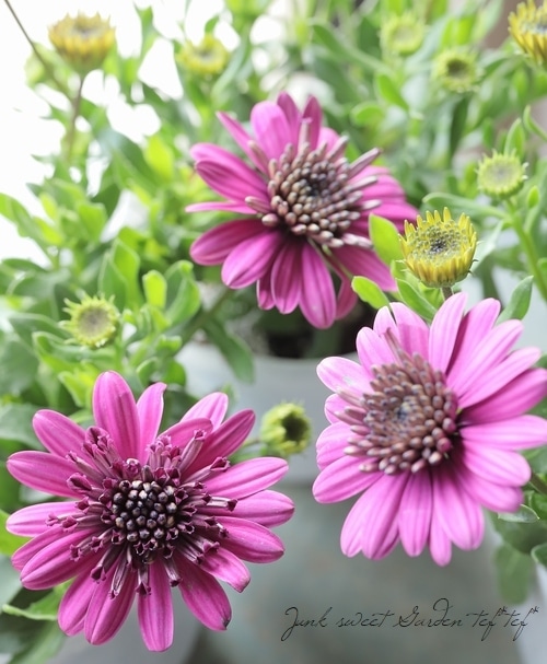 八重咲きダブル・オステオスペルマム 3D 『パープル』 | すべての商品