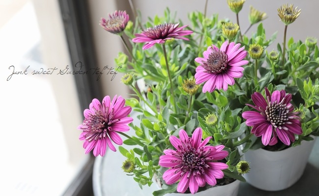 オステオトーム 八重咲きダブル・オステオスペルマム 3D 『パープル』 | すべての商品