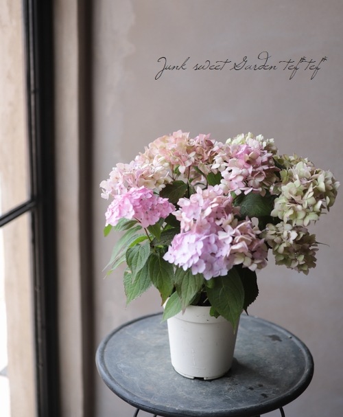 �ڵȲ���Ҥ���ۡ������۲֡������ڤƤޤ�� �ԥ�