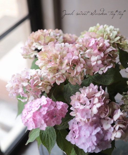 �ڵȲ���Ҥ���ۡ������۲֡������ڤƤޤ�� �ԥ�