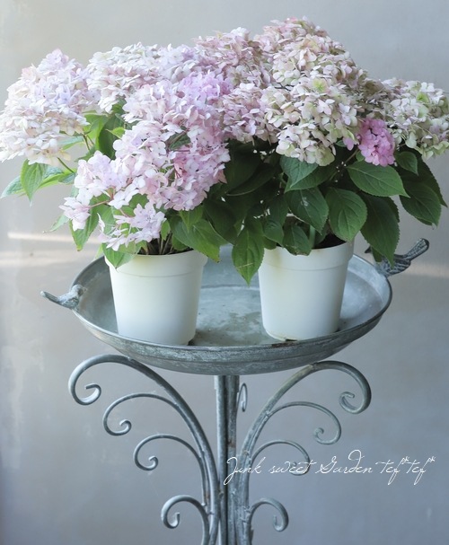 �ڵȲ���Ҥ���ۡ������۲֡������ڤƤޤ�� �ԥ�