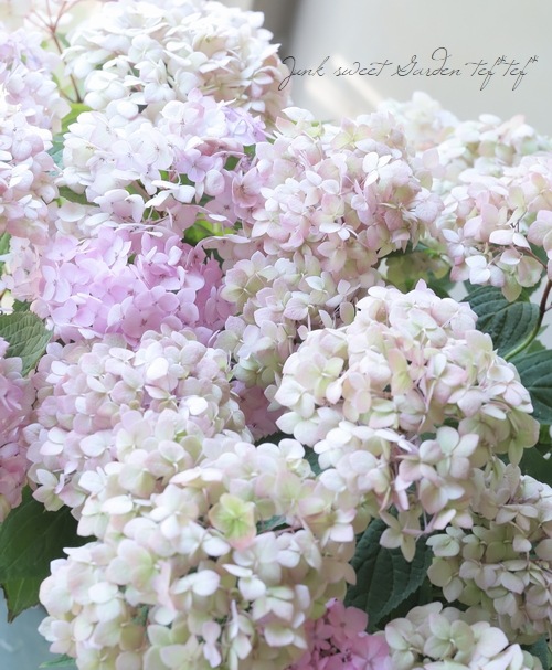 �ڵȲ���Ҥ���ۡ������۲֡������ڤƤޤ�� �ԥ�