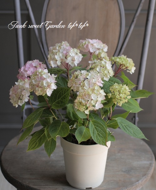 �ڵȲ���Ҥ���ۡ������۲֡������ڤƤޤ�� �ԥ�