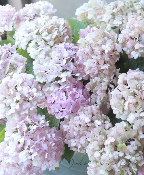 �ڵȲ���Ҥ���ۡ������۲֡������ڤƤޤ�� �ԥ�