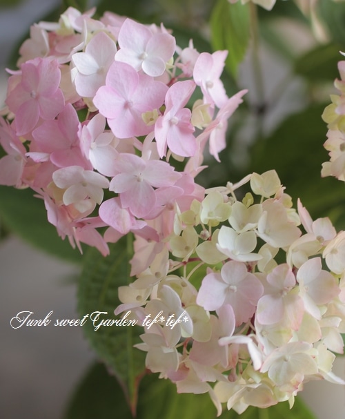 �ڵȲ���Ҥ���ۡ������۲֡������ڤƤޤ�� �ԥ�