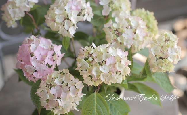 �ڵȲ���Ҥ���ۡ������۲֡������ڤƤޤ�� �ԥ�