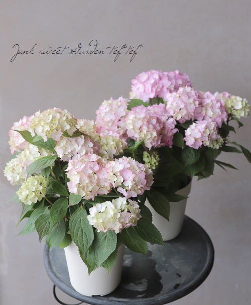 �ڵȲ���Ҥ���ۡ������۲֡������ڤƤޤ�� �ԥ�