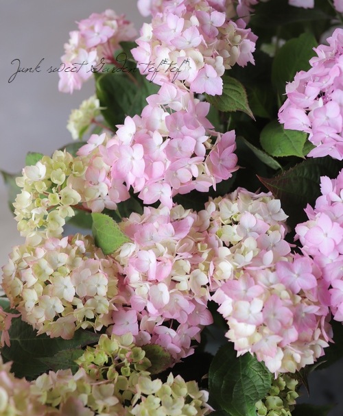 �ڵȲ���Ҥ���ۡ������۲֡������ڤƤޤ�� �ԥ�