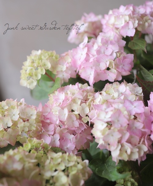 �ڵȲ���Ҥ���ۡ������۲֡������ڤƤޤ�� �ԥ�