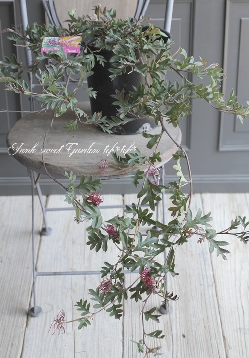 グレビレア 『 ガウディチャウディ』 オーストラリアンプランツ