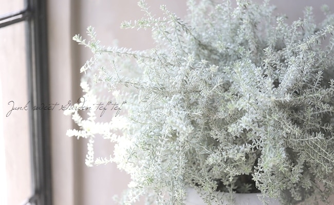 斑入りウエストリンギア 『スモーキーホワイト』 オーストラリアン