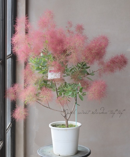 希少》スモークツリー ルビーハート 花芽付き 観葉植物 calmcafe 希少》スモークツリー ルビーハート 花芽付き 観葉植物 calmcafe