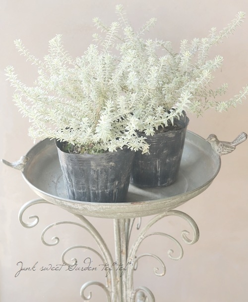 斑入りウエストリンギア 『スモーキーホワイト』 オーストラリアン