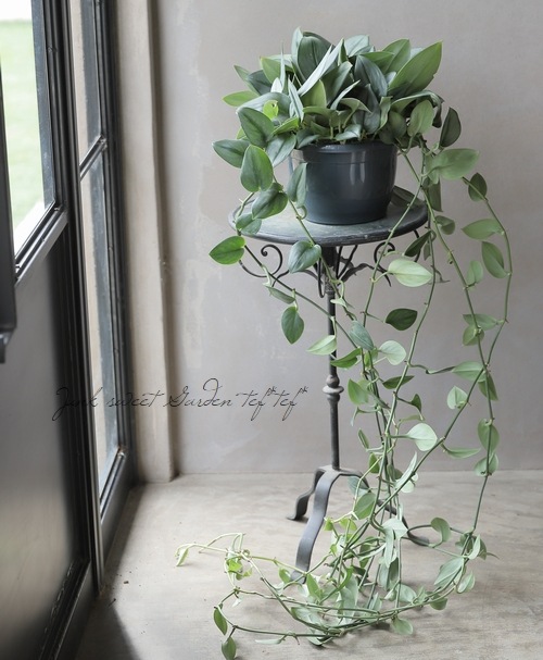 ��������ץ������إ���⥹�ȥ���С��١�