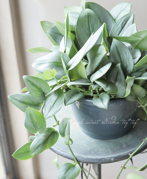 スキンダプサス 『オルモストシルバー』 | すべての商品 | | Junk