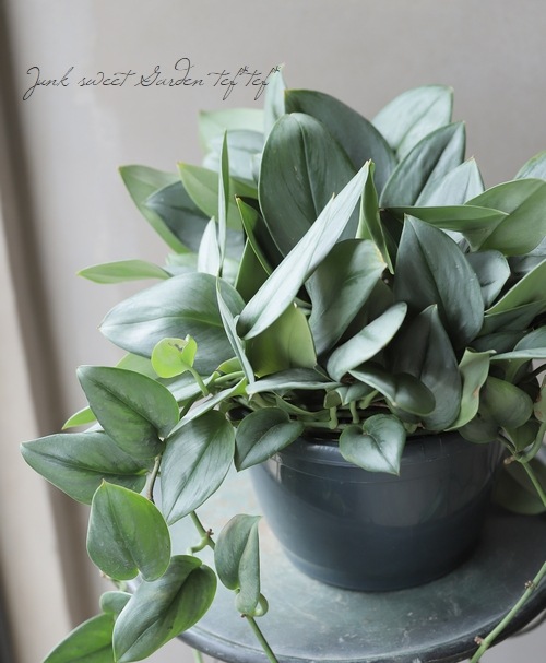 ��������ץ������إ���⥹�ȥ���С��١�