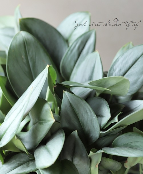 スキンダプサス 『オルモストシルバー』 | すべての商品 | | Junk