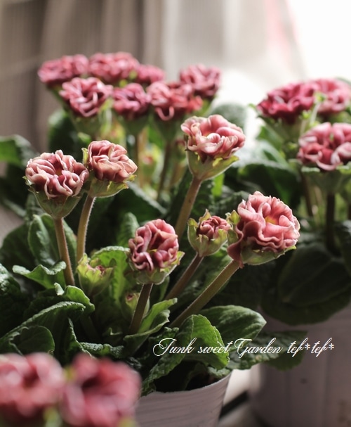 プリムラ・ジュリアン 『しあわせリング』 チョコレート | すべての