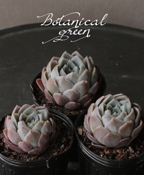 多肉植物】 『 -青海波- 』 エケベリア属 ラズベリーアイスxラウイ