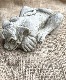 �ڻ��ߡ� �ѹ�SPARTA STATUES ��Peeping Gremlin�� �����ǥ󥪡��ʥ���