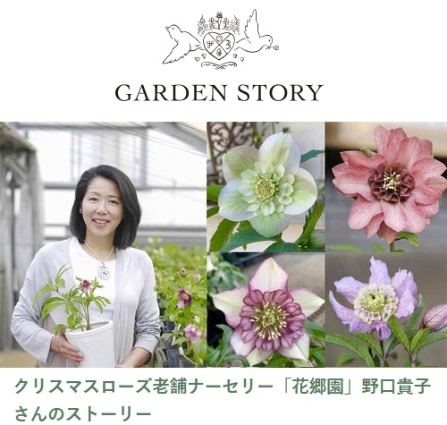 花郷園】 クリスマスローズ 『ムーランシリーズ』 【G】 | すべての