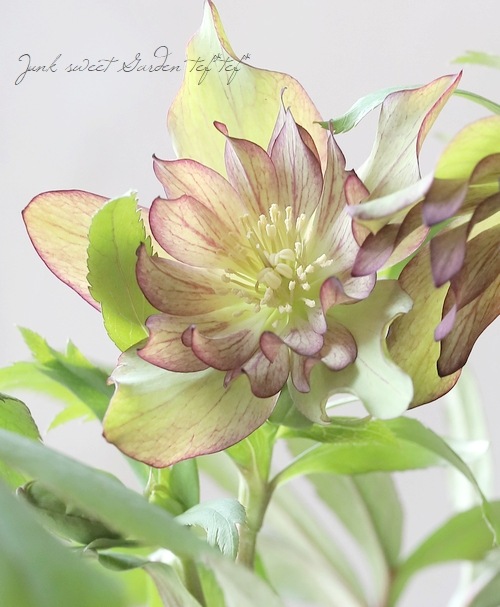 6_000000019056.jpg?1678209903