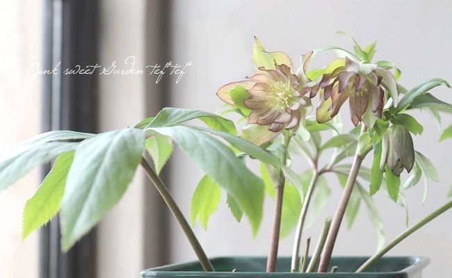 花郷園】 クリスマスローズ 『ムーランシリーズ』 【G】 | すべての