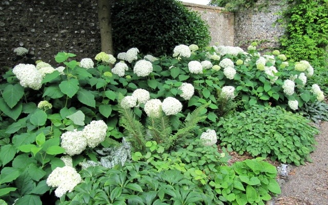 紫陽花 『アナベル』 ホワイト【植え込み用苗】 | すべての商品