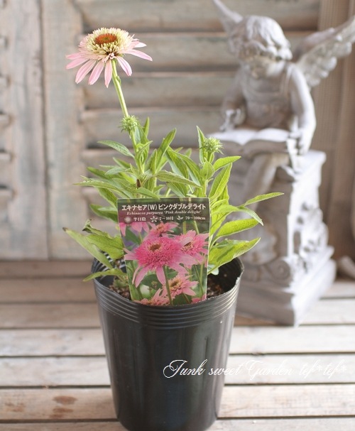 八重咲きエキナセア 『ピンクダブルデライト』 | すべての商品