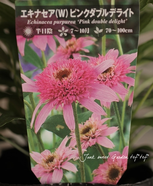 イワタデンキ　ピンク 八重咲きエキナセア 『ピンクダブルデライト』 | すべての商品