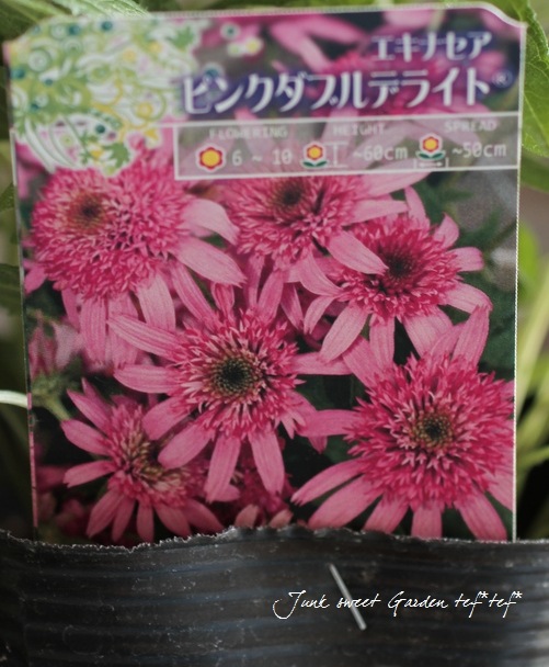 八重咲きエキナセア 『ピンクダブルデライト』 | すべての商品