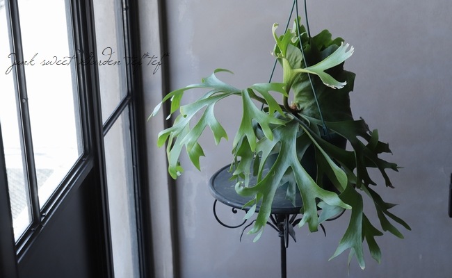 観葉植物】 プラティセリウム 『マウントキッシャクード』『リドコロ