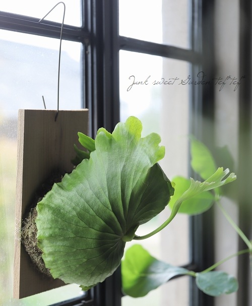 観葉植物】 プラティセリウム 『マウントキッシャクード』『リドコロ