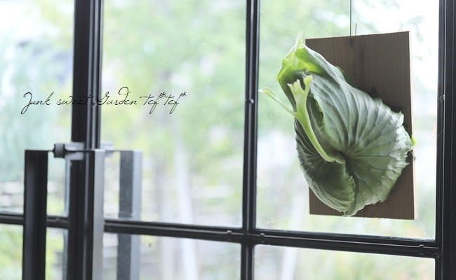 観葉植物】 プラティセリウム 『マウントキッシャクード』『リドコロ