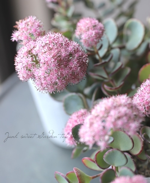 越中ミセバヤ』 | すべての商品 | | Junk sweet Garden tef*tef*