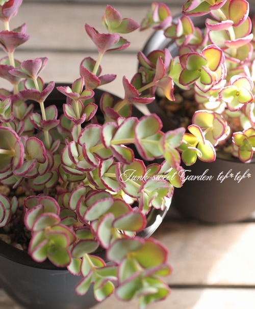 越中ミセバヤ カット苗 多肉植物 越中ミセバヤ カット苗 多肉植物