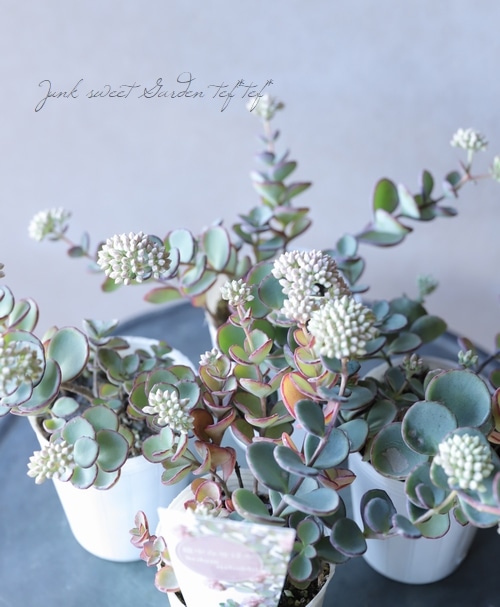 越中ミセバヤ』 | すべての商品 | | Junk sweet Garden tef*tef*