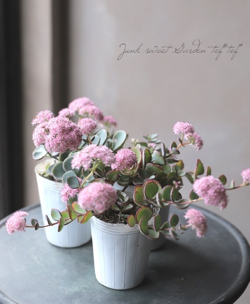 越中ミセバヤ』 | すべての商品 | | Junk sweet Garden tef*tef*