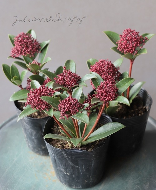 スキミア 『レッドドワーフ -Red Dwarf-』 コンパクト品種 | すべての