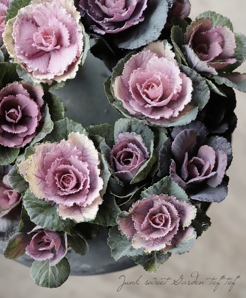 ���ղ�ð����˨�֥��쥯������