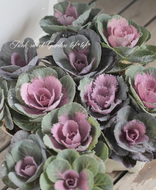 ���ղ�ð����˨�֥��쥯������