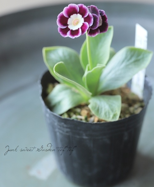 銘品プリムラ・オーリキュラ ライトセンターアルパイン系 『ピエロ