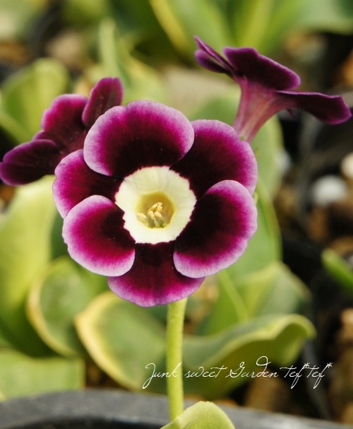 ���ʥץ��顦�����ꥭ��� �饤�ȥ��󥿡�����ѥ���� �إԥ�����