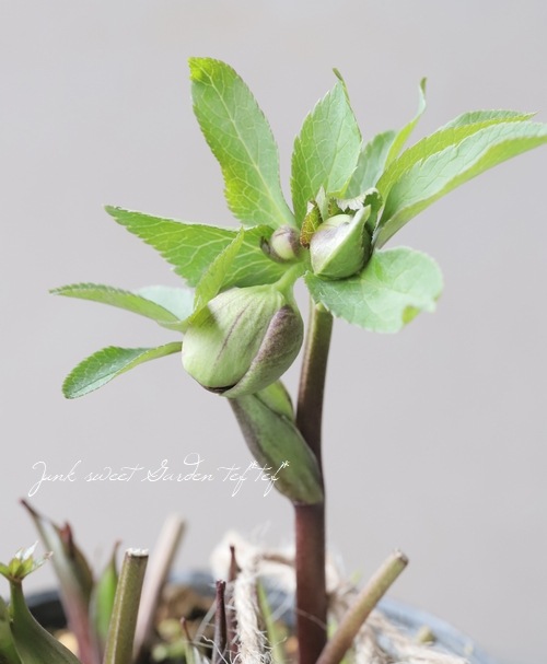 大和園】 クリスマスローズ 『グリーンパステリッシュ』 2024 【No.53