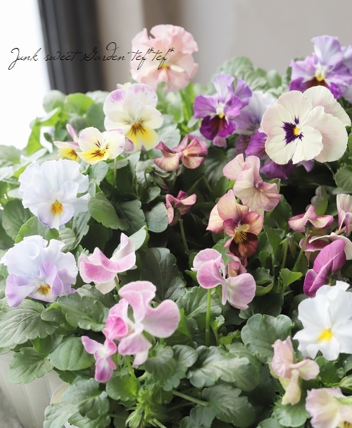 ����ɴ�������ꥸ�ʥ�� �ӥ��顡��ɴ�� -momoemi-��