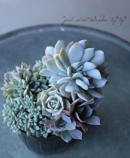 ��¿����ʪ�ۡش󤻿������ġ�