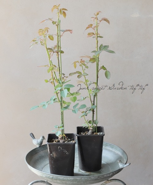 河本バラ園 バラ苗 『パニエ』 四季咲き | すべての商品 | | Junk