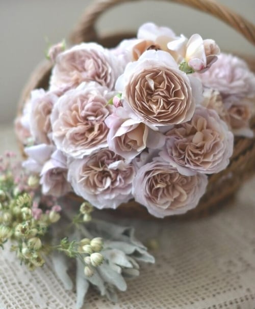 河本バラ園 バラ苗 『パニエ』 四季咲き | すべての商品 | | Junk